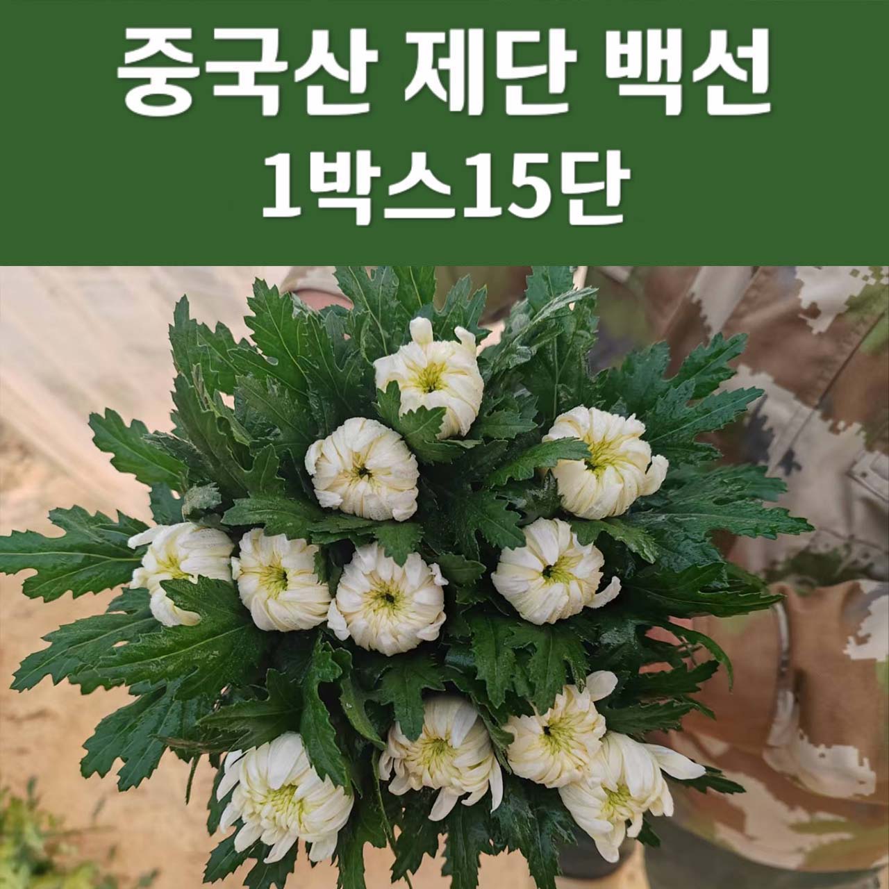 ★제단용★ 백선15단 (1단=6200원)
